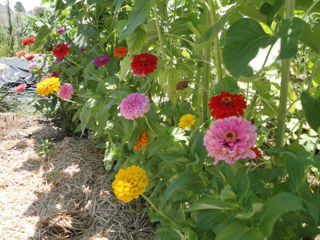 Giant sunflowers, zinnias and a family heirloom photo « Eliot's Eats