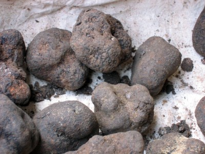 Fungi truffles for Wikimedia.