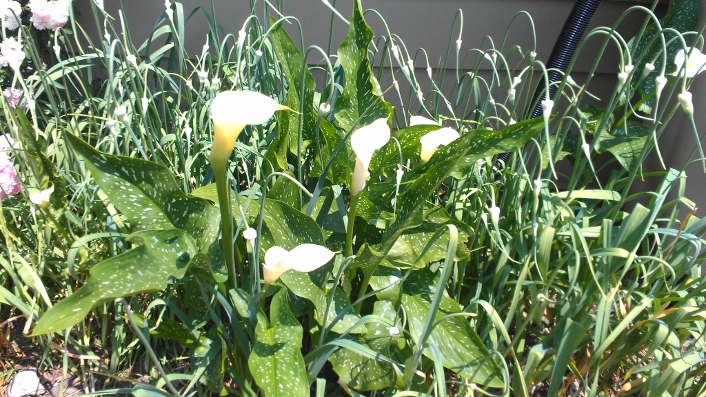 Calla lillies among garlic scapes.